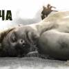Постер фильма "Порча"