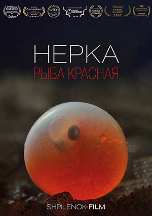 Нерка. Рыба красная